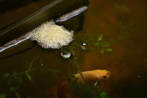 unfertilized betta eggs - betta fish hatching